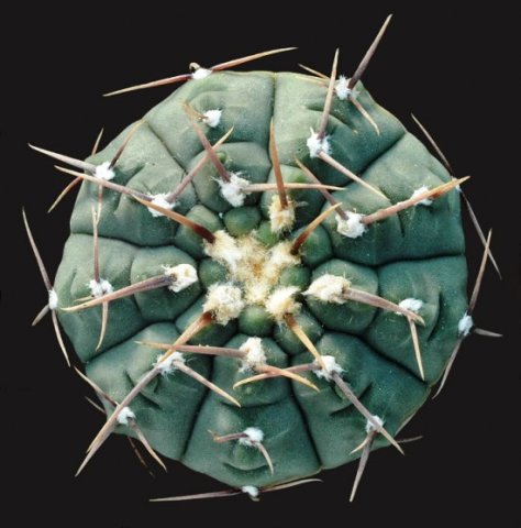 Gymnocalycium_stellatum